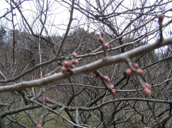 鎌倉中央公園の梅