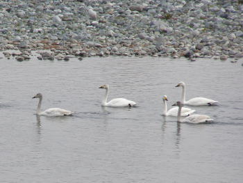 酒匂川を泳ぐ白鳥の群れ