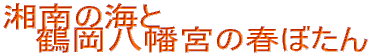 湘南の海と鶴岡八幡宮の春ぼたん