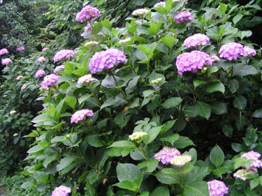 紫陽花