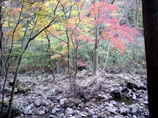 仙石原の紅葉