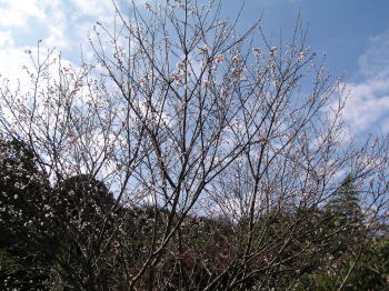秋空に寒桜