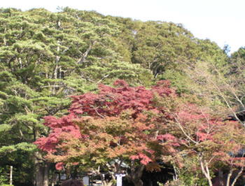 天園の紅葉