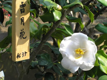 氷室雪月花