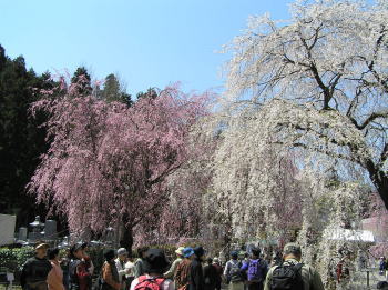 清雲寺のしだれ桜