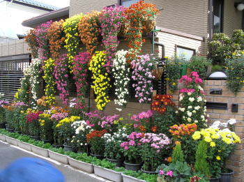 S邸の菊御殿