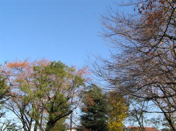 柄沢公園