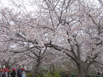 湘南平へ桜道