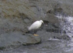 中州で羽を休める水鳥